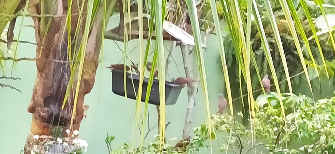 Paraiso Aconchegante Casa Espacosa E Muito Verde Caraguatatuba Eksteriør billede